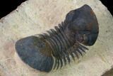 Paralejurus Trilobite - Morocco #171488-4